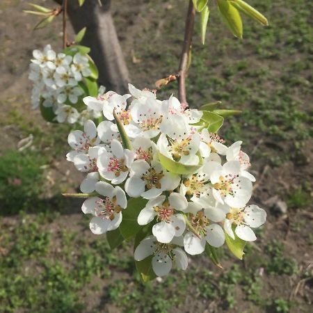 Il Giardino Di Nonno Agostino Bed & Breakfast Castellammare di Stabia Exterior photo